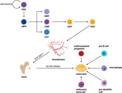 Recent Advances in Osteoclast Biological Behavior